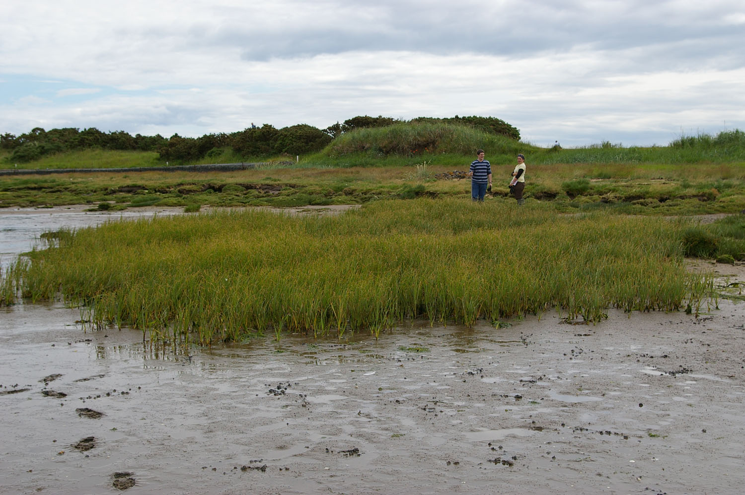 Photographic image of a restored saltmarsh in Eden Estuary