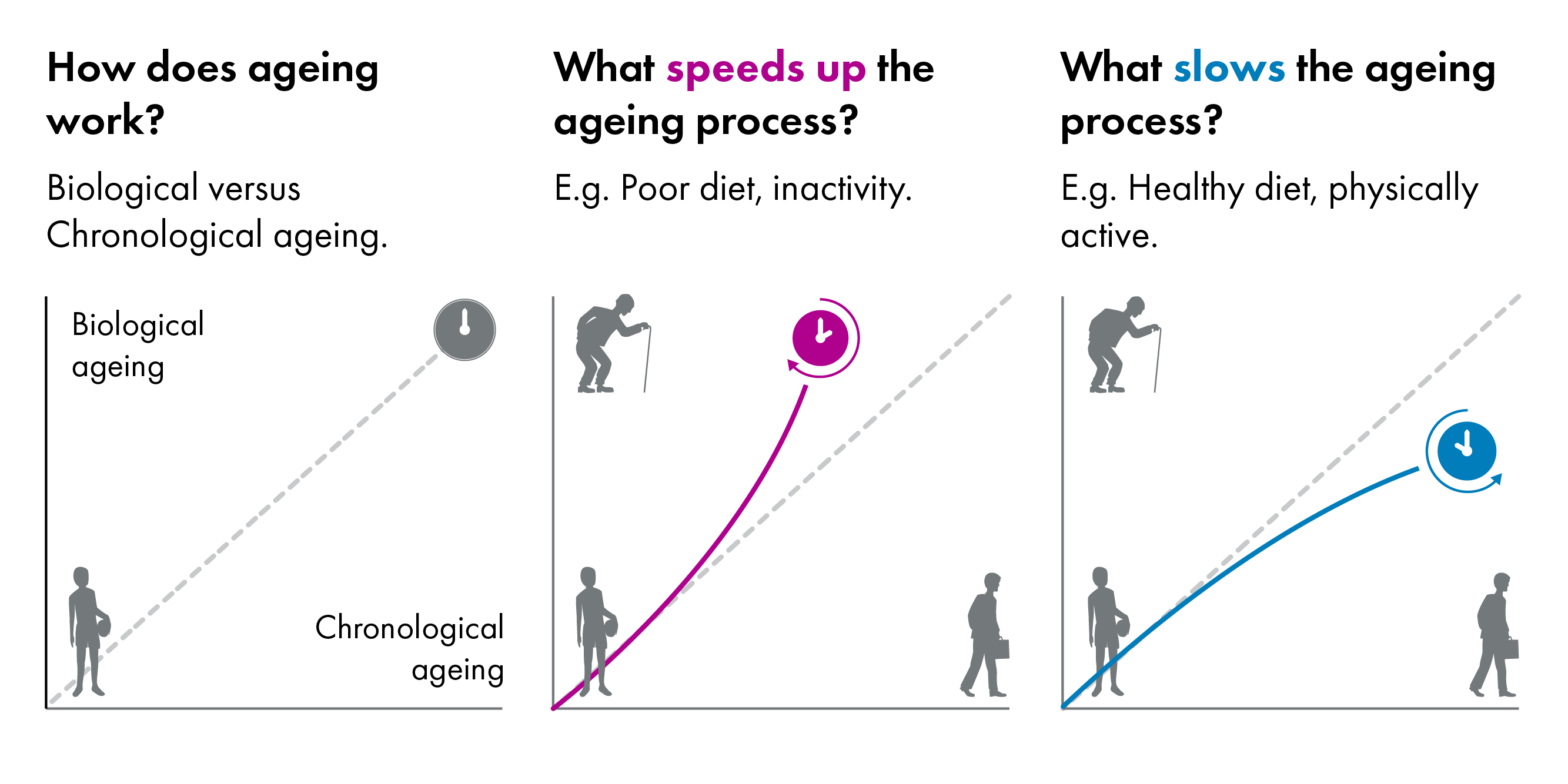 Infographic explaining how ageing works and what affects its speed. The left panel compares physiological ageing to chronological ageing, shown as a diagonal line indicating that physical ageing does not always match time passing. The middle panel shows factors that speed up ageing, including poor diet and lack of exercise, represented by a steeper upward curve. The right panel shows factors that slow ageing, including a healthy diet and regular exercise, represented by a gentler upward curve. Human silhouettes at different life stages illustrate changes over time.